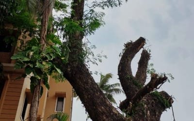 The Saga of the Rain Tree